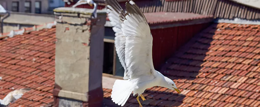 Residential Chimney Animal Removal Solution in Stafford, TX