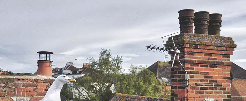 Chimney Cleaning And Restoration in Stafford, Texas